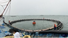 海南金鲳鱼水产养殖环境监测系统
